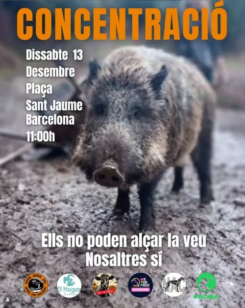 Un senglar mirant a càmera amb mirada tranquiŀla. "Ells no poden alçar la veu, nosaltres sí". Firmen 6 coŀlectius animalistes
